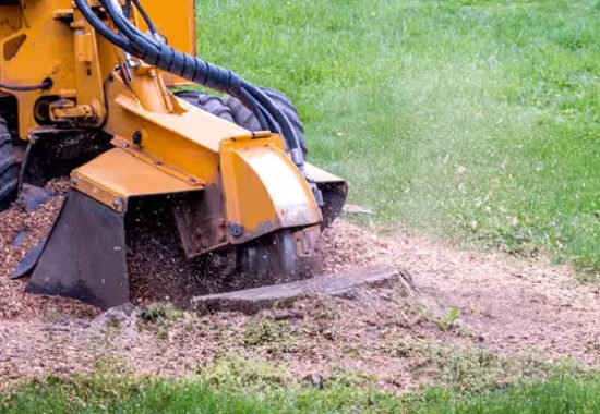 Big H Trees Stump Grinding